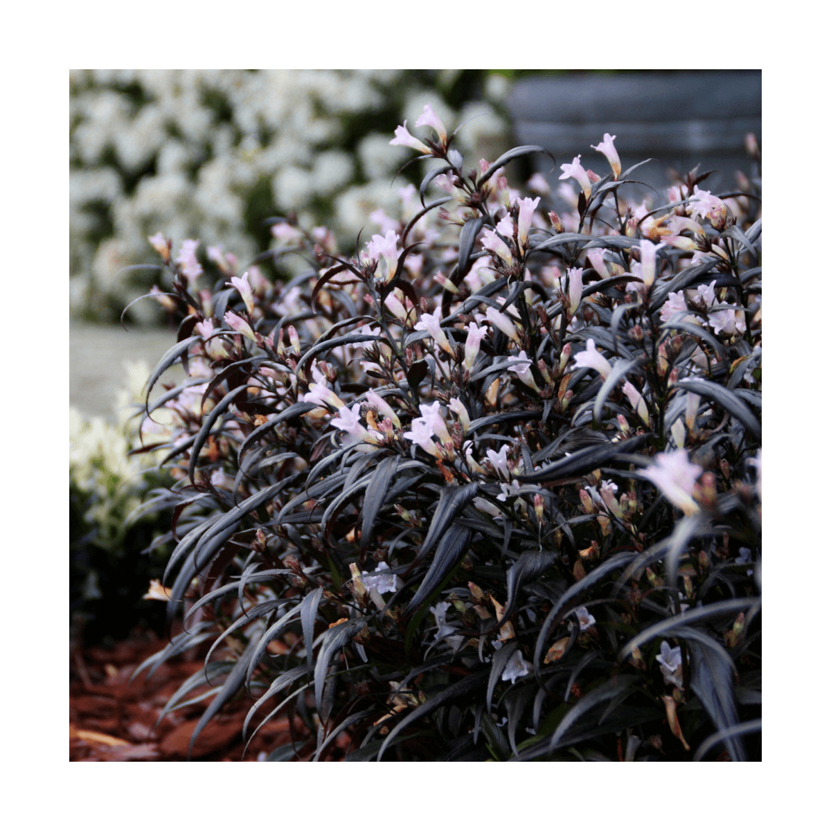 Strobilanthes Brunetthy® - SILENCE, ça pousse ! Strobilanthes Brunetthy® - SILENCE, ça pousse !