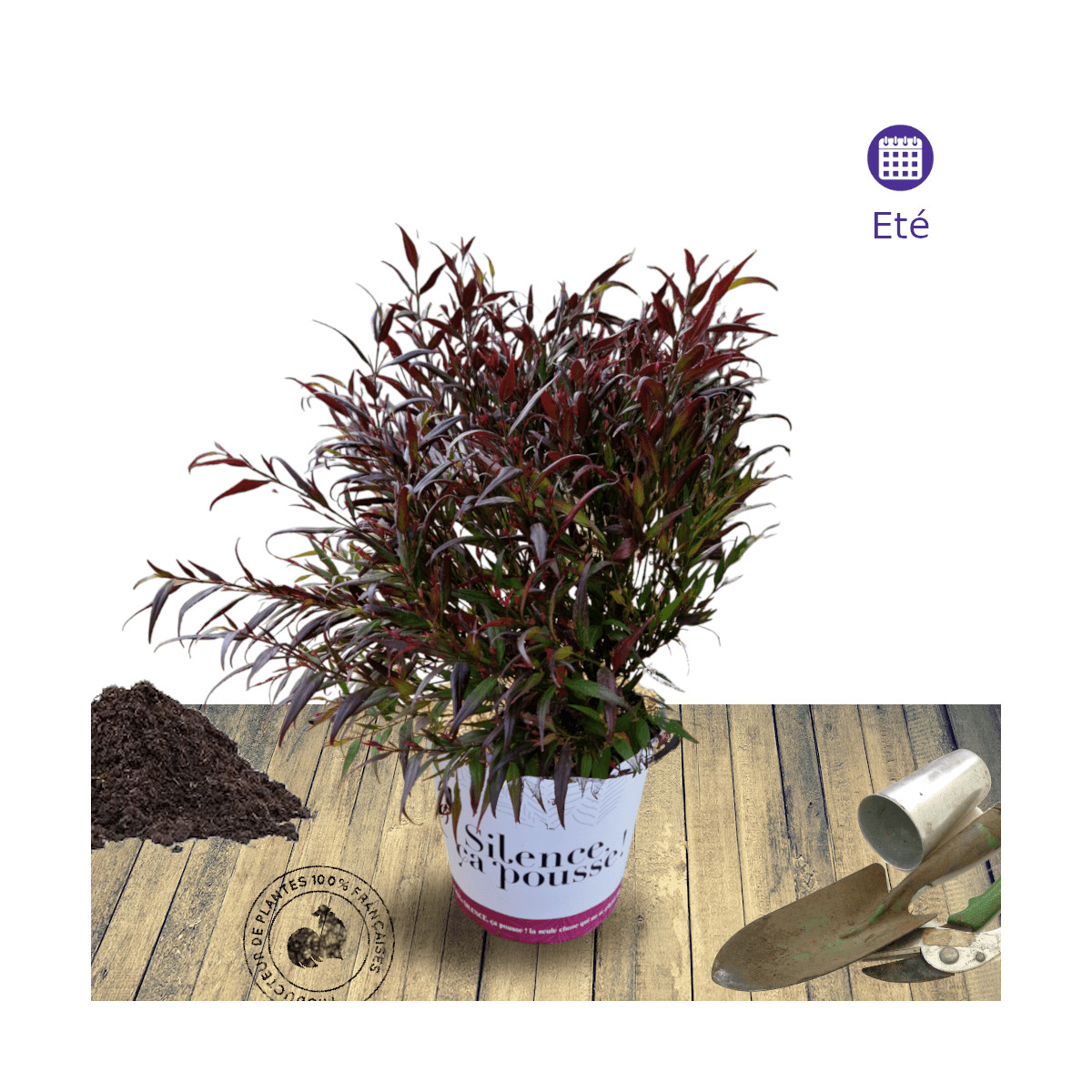 Strobilanthes Brunetthy® - SILENCE, ça pousse ! Strobilanthes Brunetthy® - SILENCE, ça pousse !