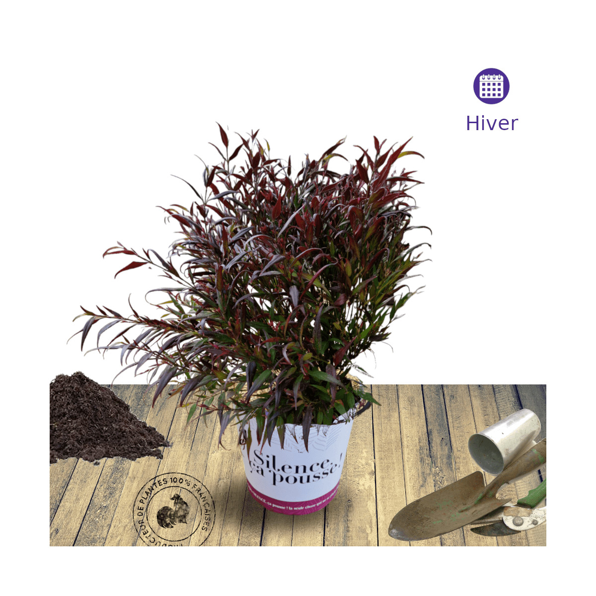Strobilanthes Brunetthy® - SILENCE, ça pousse ! Strobilanthes Brunetthy® - SILENCE, ça pousse !
