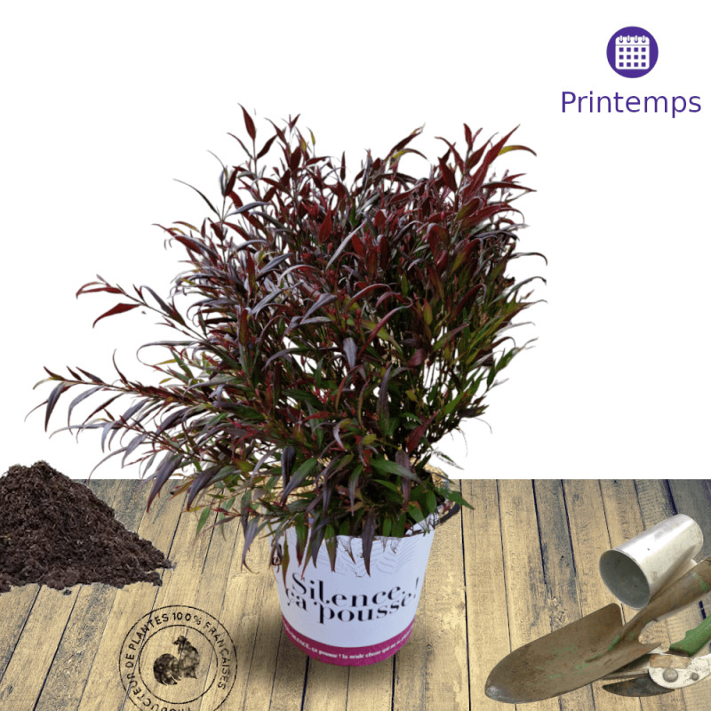 Strobilanthes Brunetthy® - SILENCE, ça pousse !