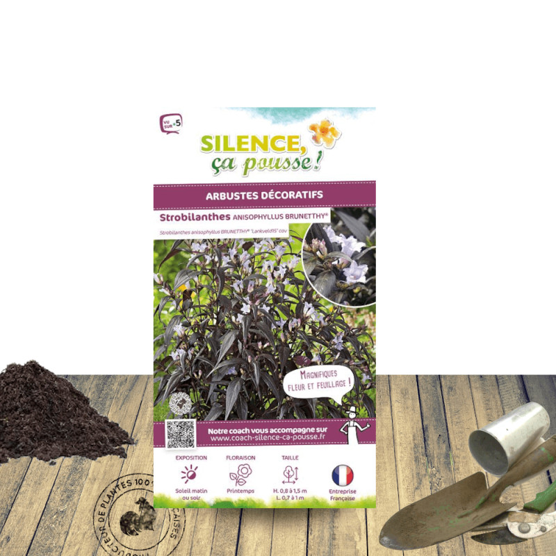 Strobilanthes Brunetthy® - SILENCE, ça pousse !
