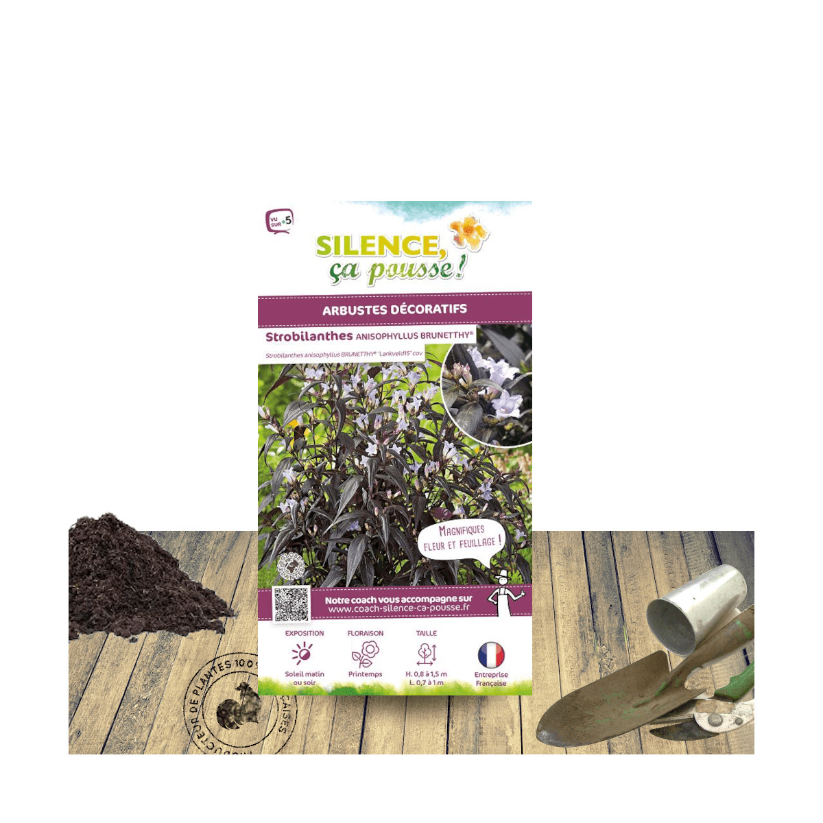 Strobilanthes Brunetthy® - SILENCE, ça pousse ! Strobilanthes Brunetthy® - SILENCE, ça pousse !