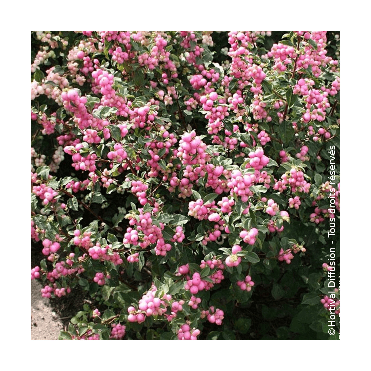 Symphorine Magical® Sweet - SILENCE, ça pousse !