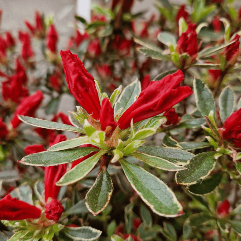 Azalée du Japon Hot Shot Variegata - SILENCE, ça pousse !, Azalea