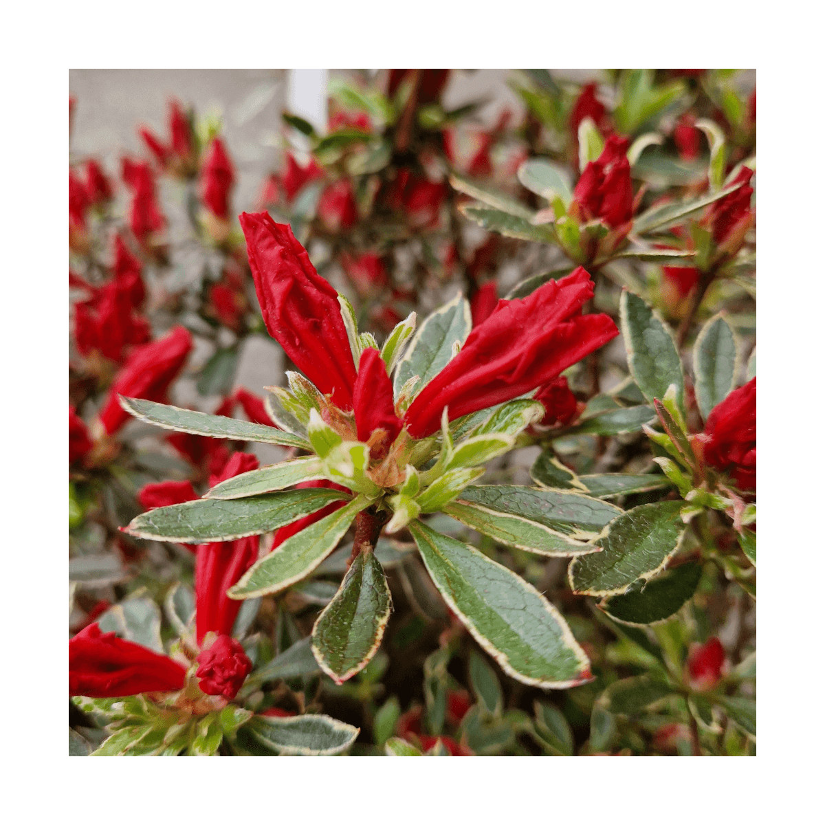 Azalée du Japon Hot Shot Variegata - SILENCE, ça pousse !, Azalea