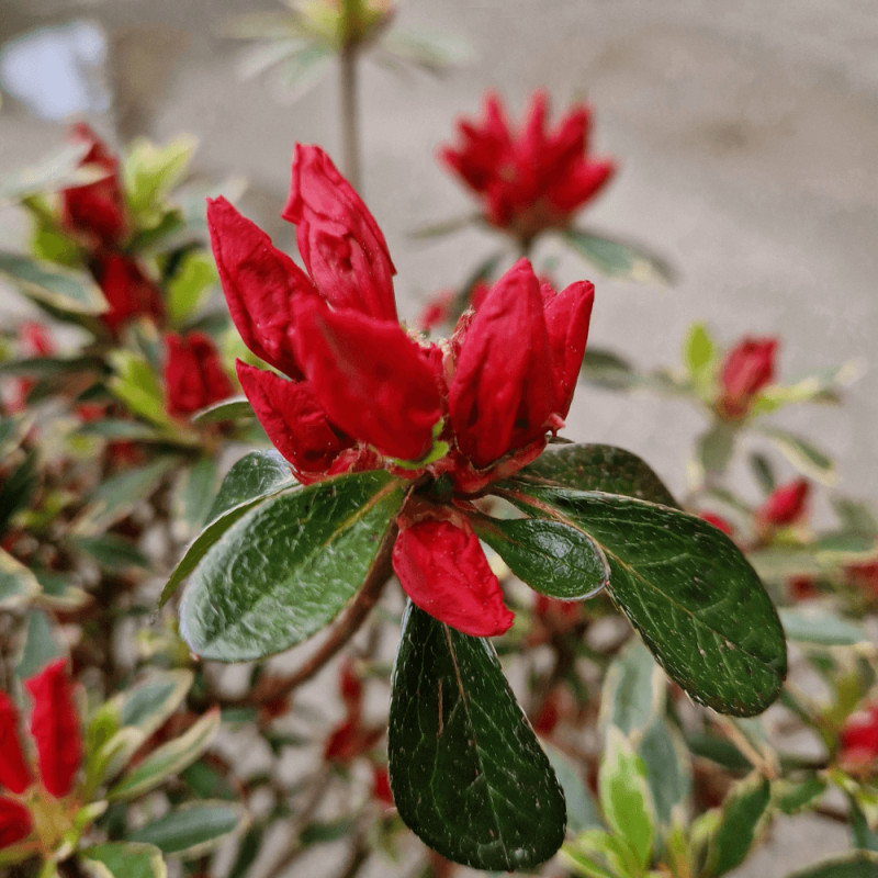 Azalée du Japon Hot Shot Variegata - SILENCE, ça pousse !, Azalea