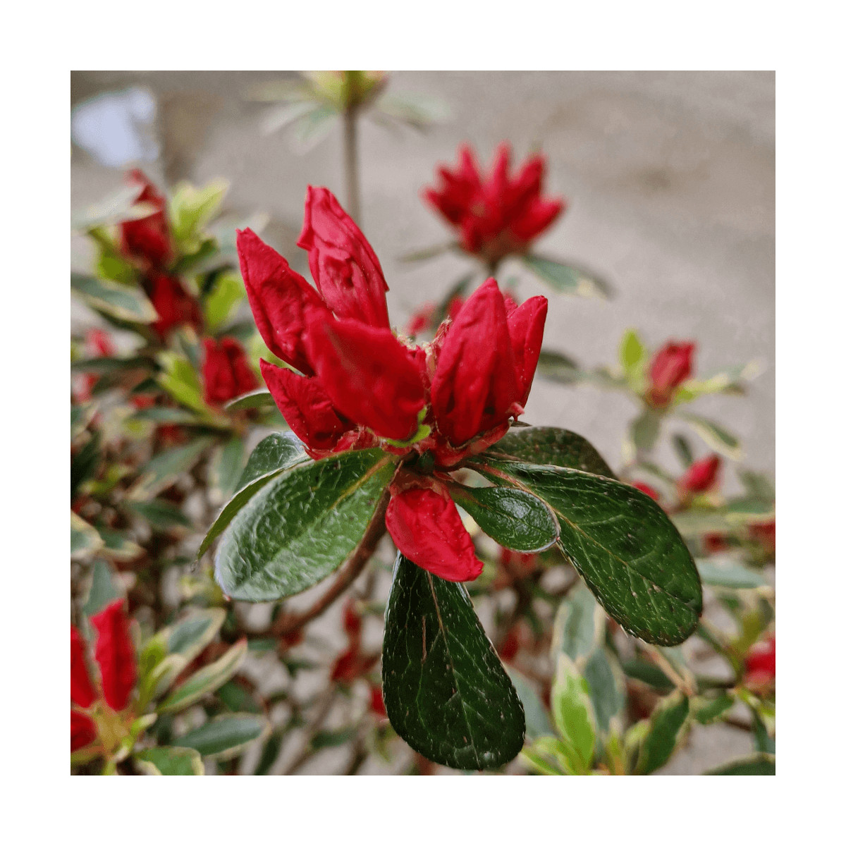 Azalée du Japon Hot Shot Variegata - SILENCE, ça pousse !, Azalea