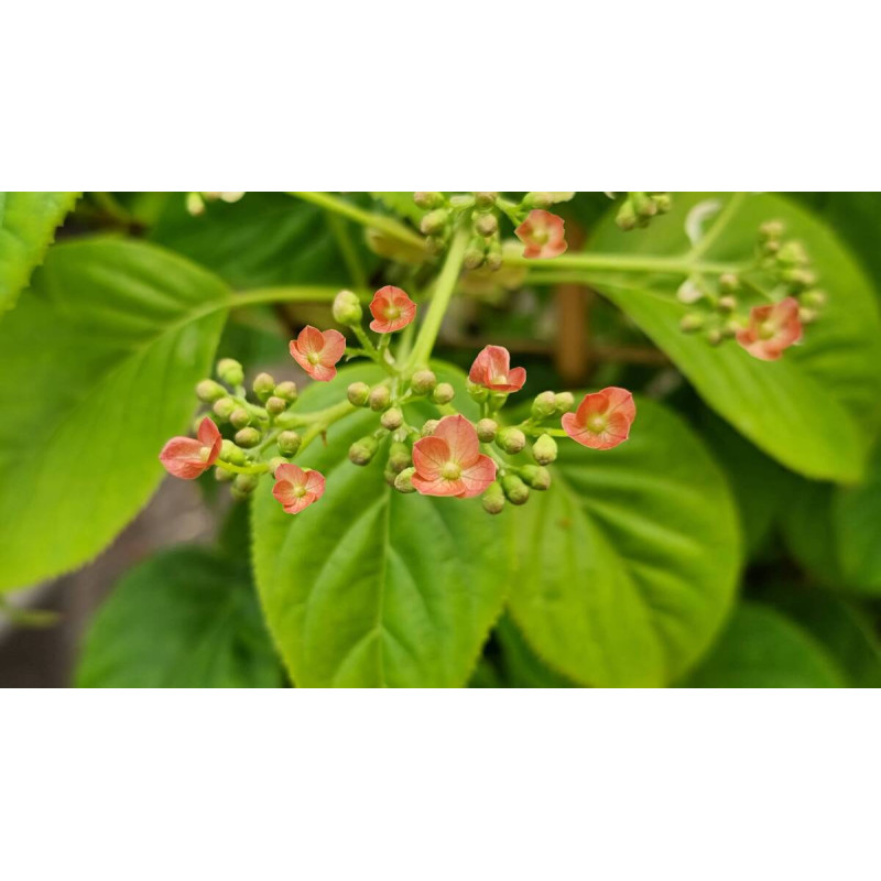 Hortensia grimpant Crug Coral