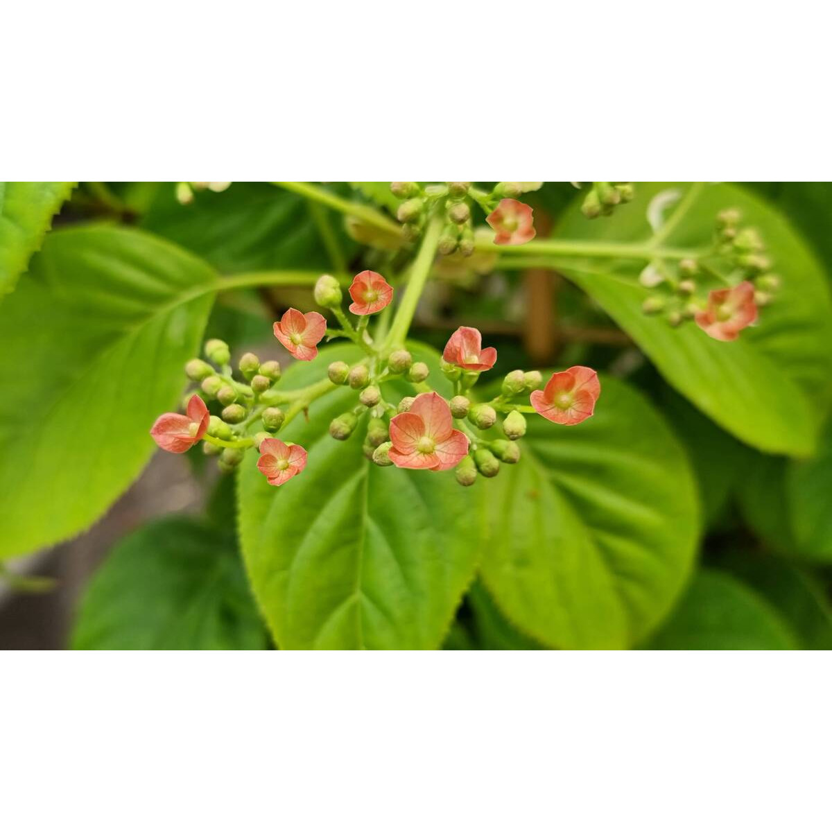 Hortensia grimpant anomala var. Petiolaris Crug Corale
