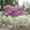 Cercis silicastre, Arbre de Judée, Gainier