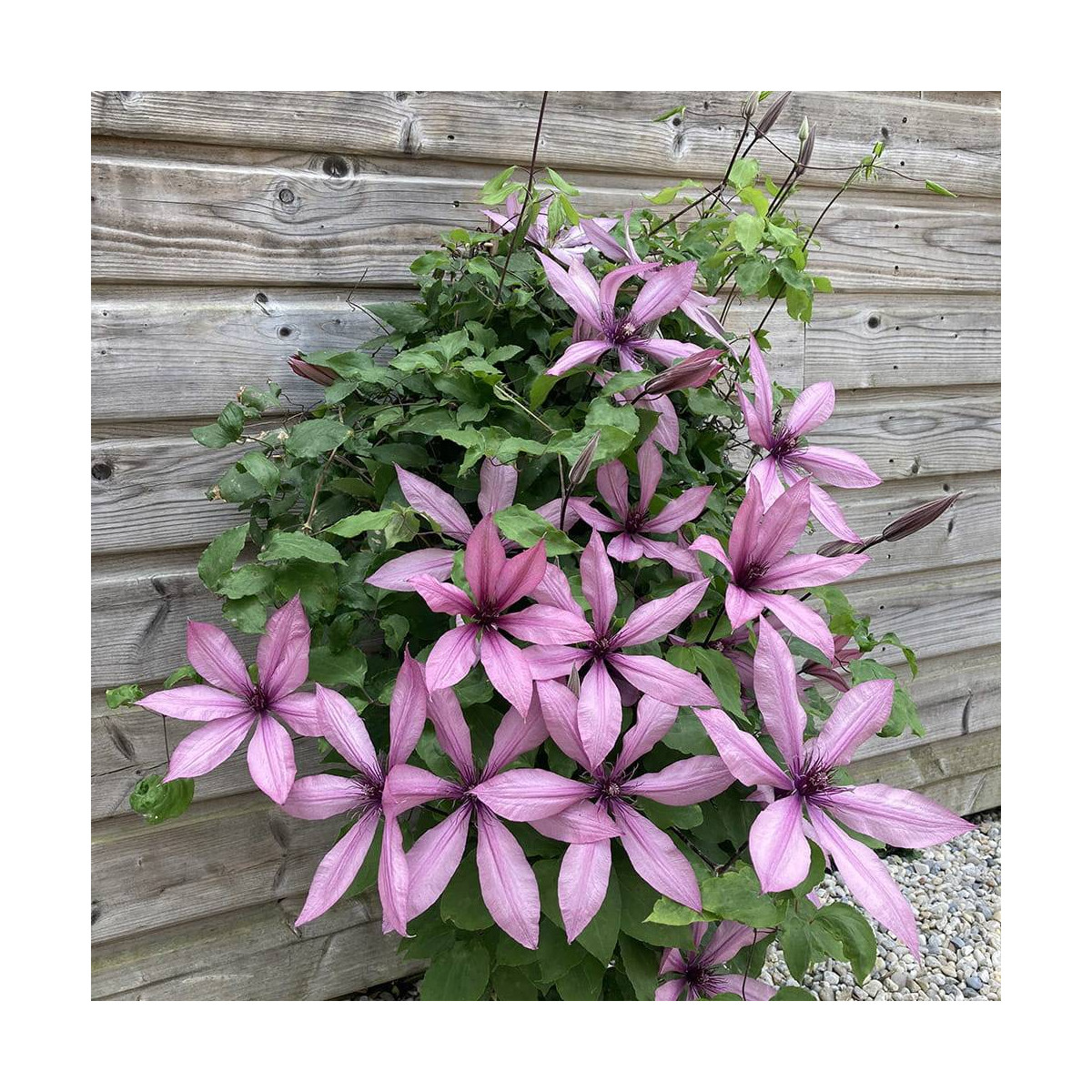 Clématite Princesse Arabelle® 'CERpara'
