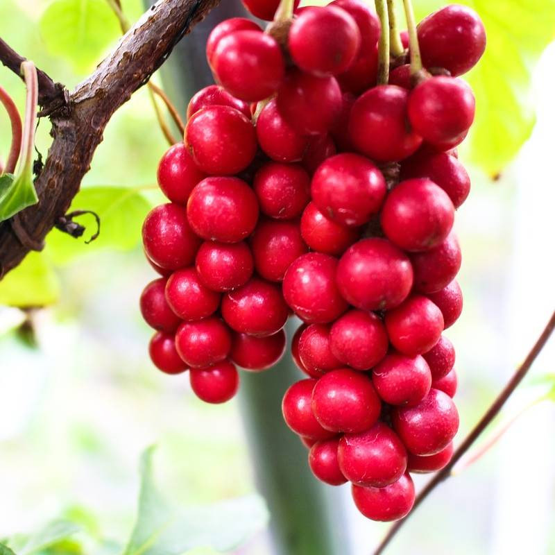 Magnolia grimpant de Chine - Baie aux 5 saveurs, Schisandra