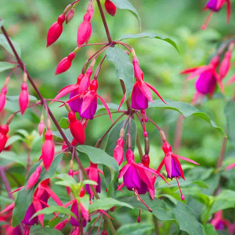 Fuchsia arbustif Bernisser Hardy