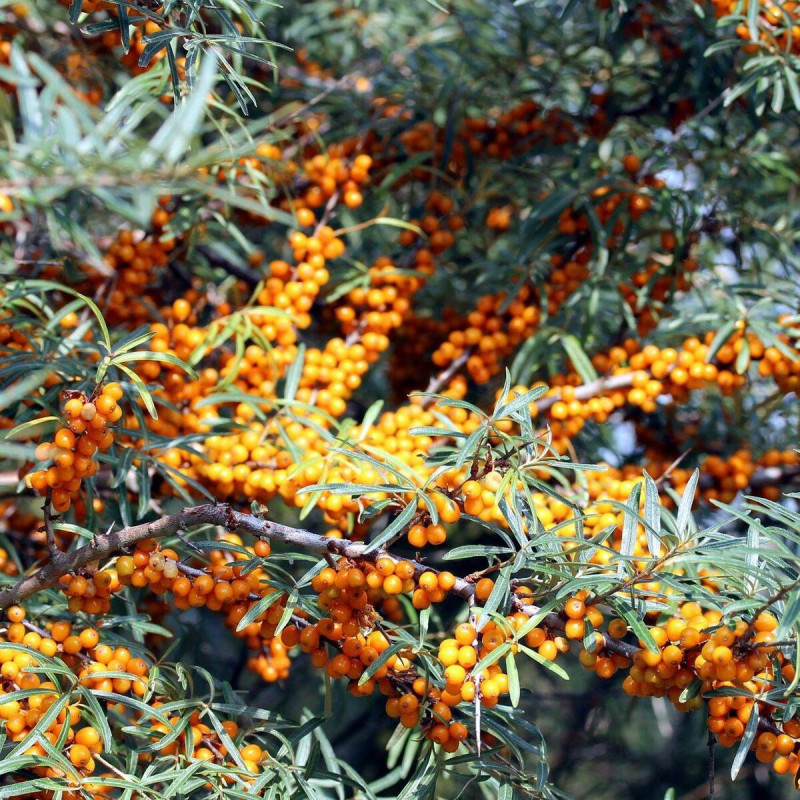 Argousier Hergo, Hippophae