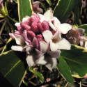 Daphne Aureomarginata