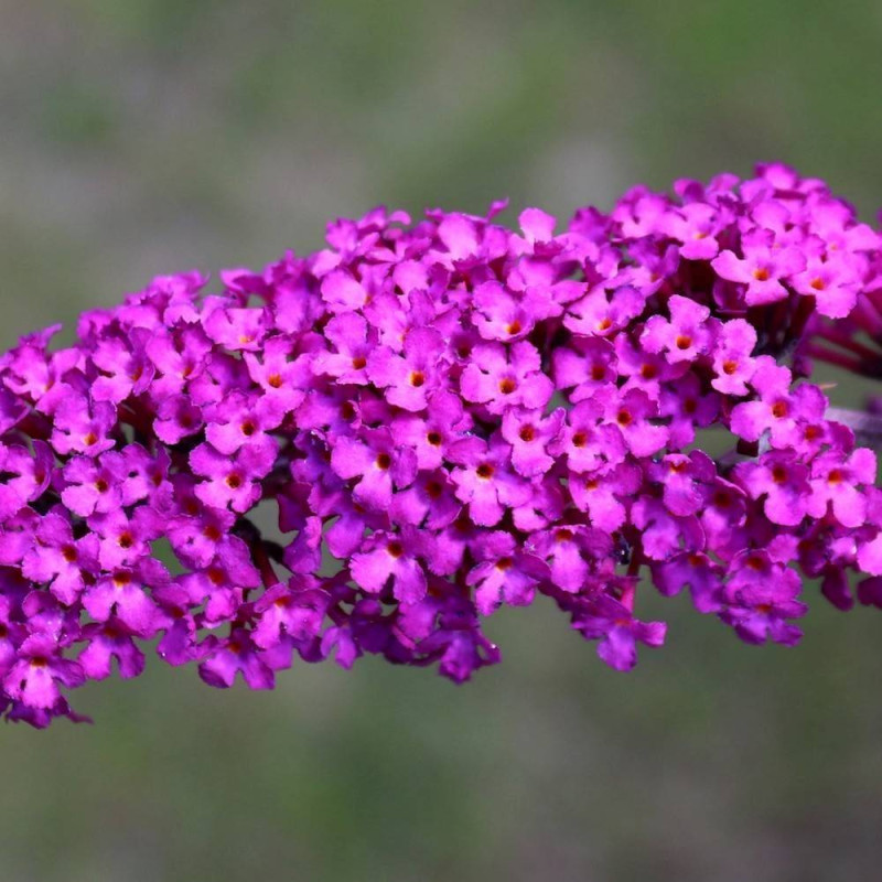 Arbre aux papillons Butterfly Tower® 'TOBUD1305', Buddleia