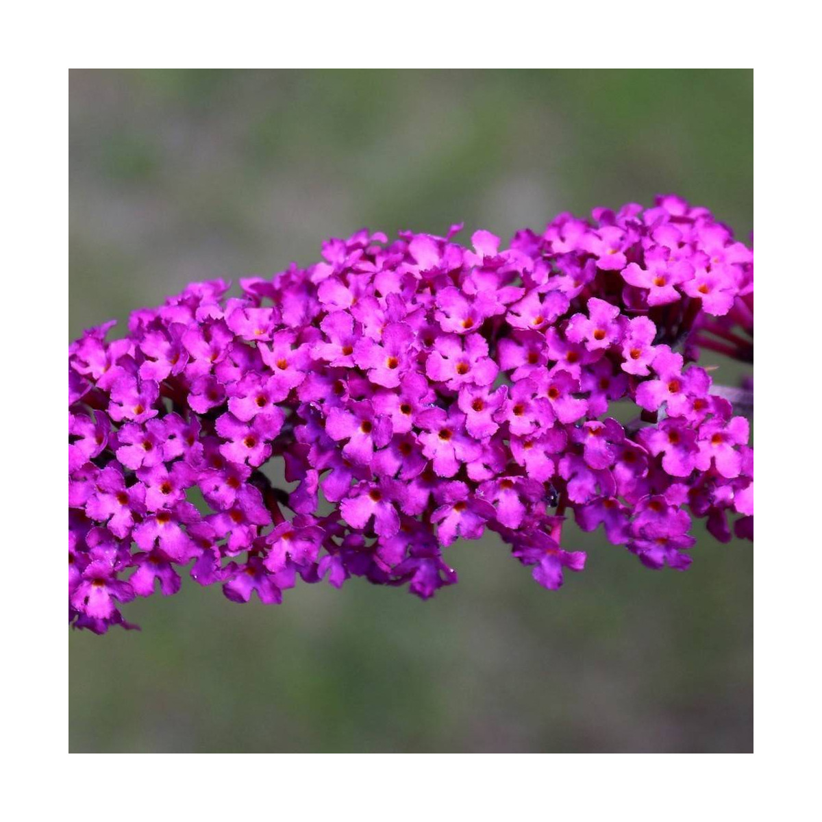 Arbre aux papillons Butterfly Tower® 'TOBUD1305', Buddleia