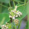 Dregea sinensis, Wattakaka