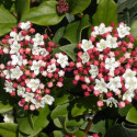 Viorne, Laurier Tin Gwenllian