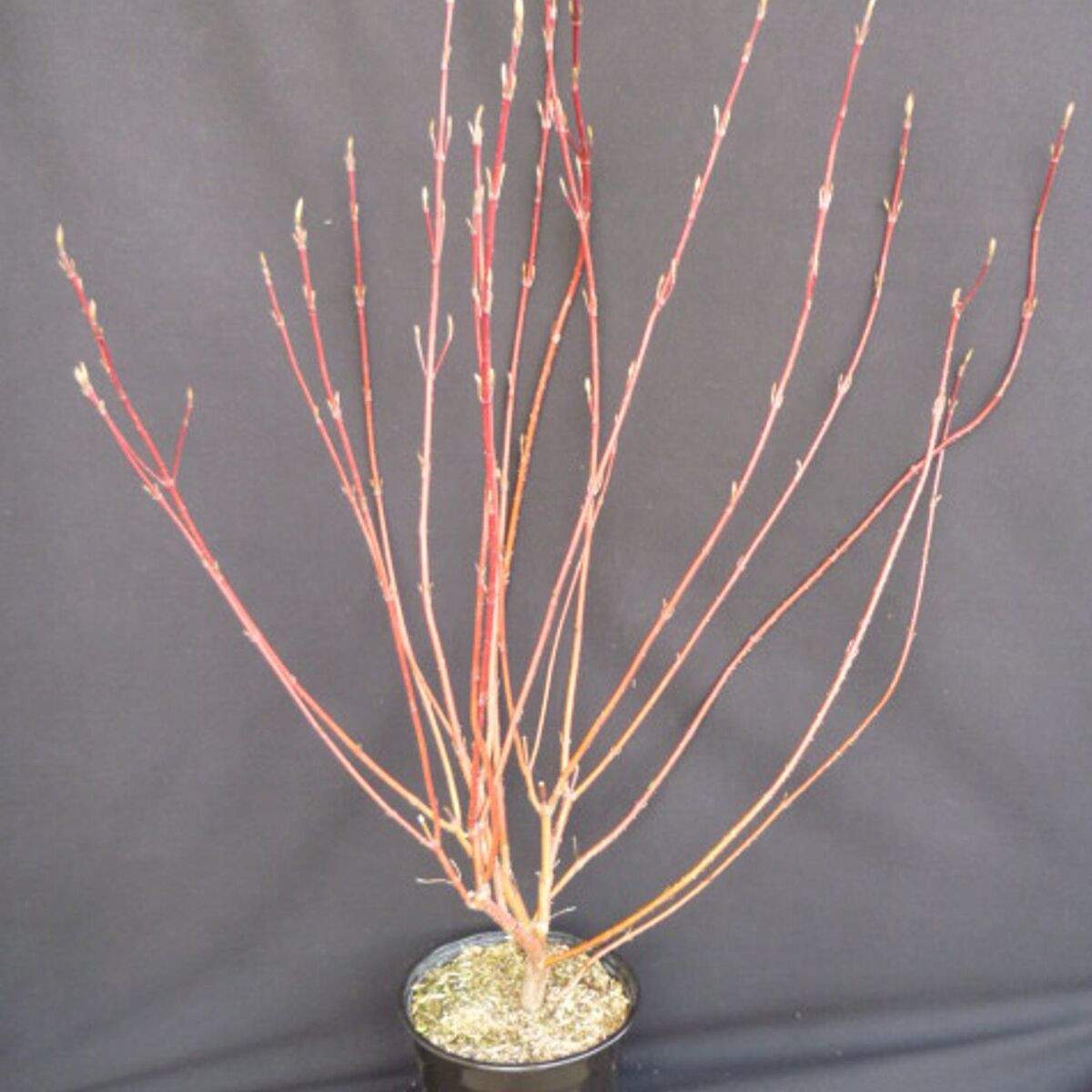 Cornouiller blanc, Cornus