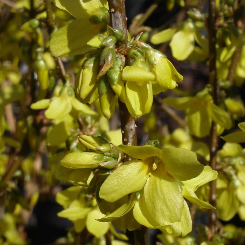 Forsythia Fiesta, Mimosa de Paris