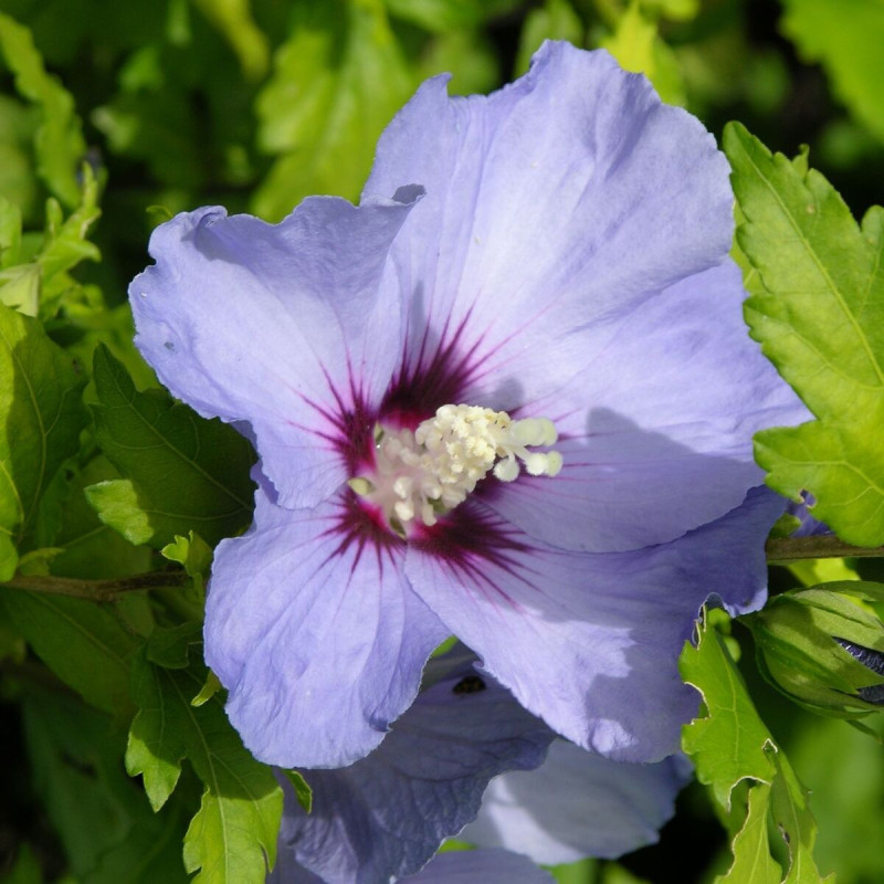 Hibiscus syriacus Oiseau Bleu