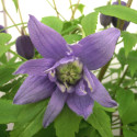 Clématite alpina