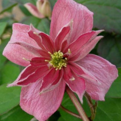 Clématite montana Broughton Star