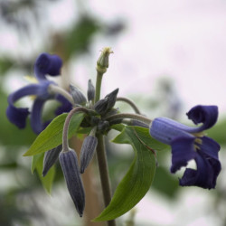 Clématite heracleifolia Eclipse