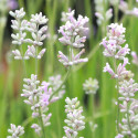 Lavande Hidcote White