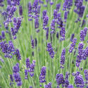 Lavande Hidcote Blue