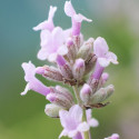 Lavande Rosea