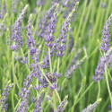 Lavande Dutch Lavander