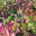 Vigne Vierge quinquefolia Murorum
