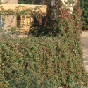 Vigne Vierge tricuspidata Lowii