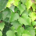 Vigne Vierge tricuspidata Minutifolia