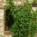 Vigne Vierge tricuspidata Veitchii