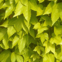 Vigne Vierge tricuspidata Golden Wall® 'Fenway'