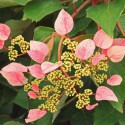 Hortensia grimpant Rose sensation® 'Trarose'