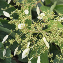 Hortensia grimpant hydrangeoïdes Windmills™