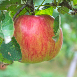 Pommier pumila Garden Sun Red®