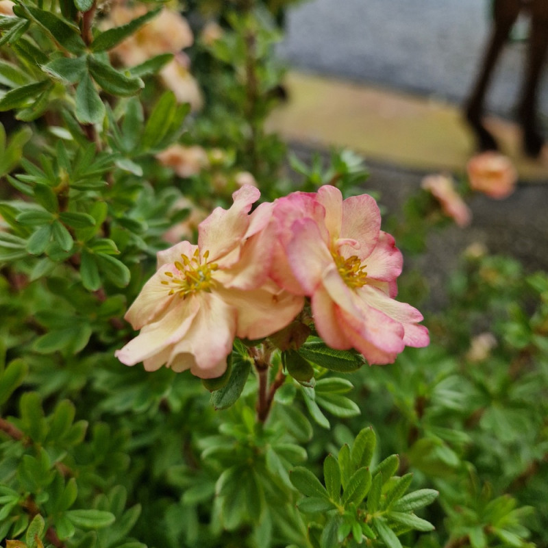 Potentille arbustive Double Punch® Pastel 'MINCRERO04', Potentilla