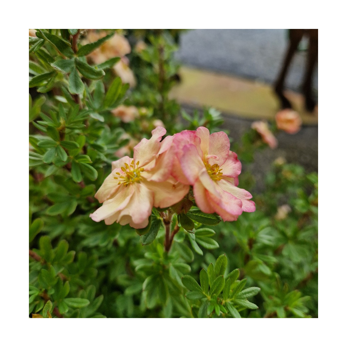 Potentille arbustive Double Punch® Pastel 'MINCRERO04', Potentilla