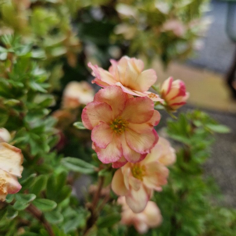 Potentille arbustive Double Punch® Pastel 'MINCRERO04', Potentilla