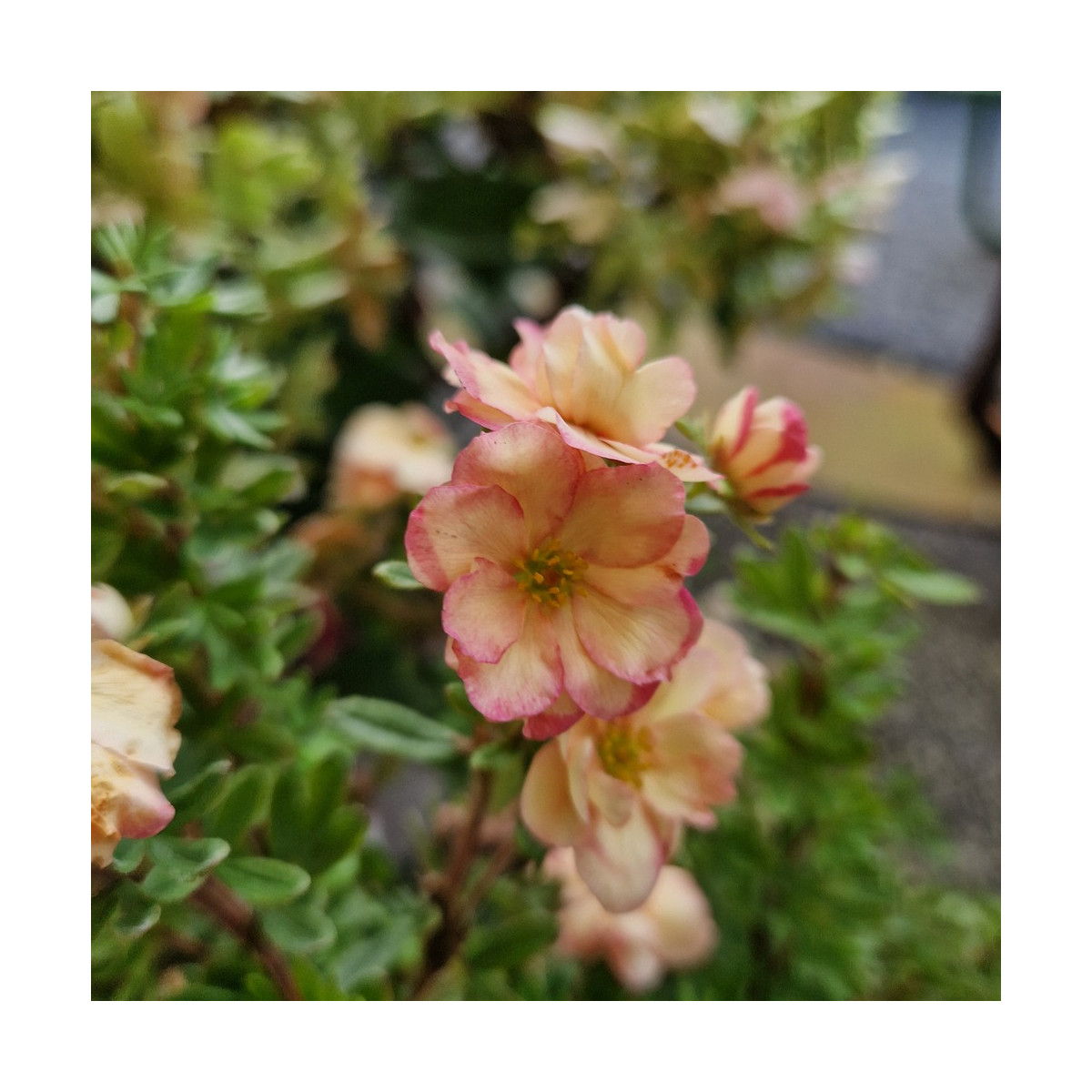 Potentille arbustive Double Punch® Pastel 'MINCRERO04', Potentilla
