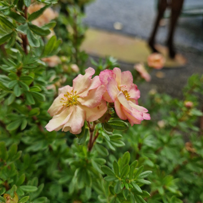 Potentille arbustive Double Punch® Pastel 'MINCRERO04', Potentilla