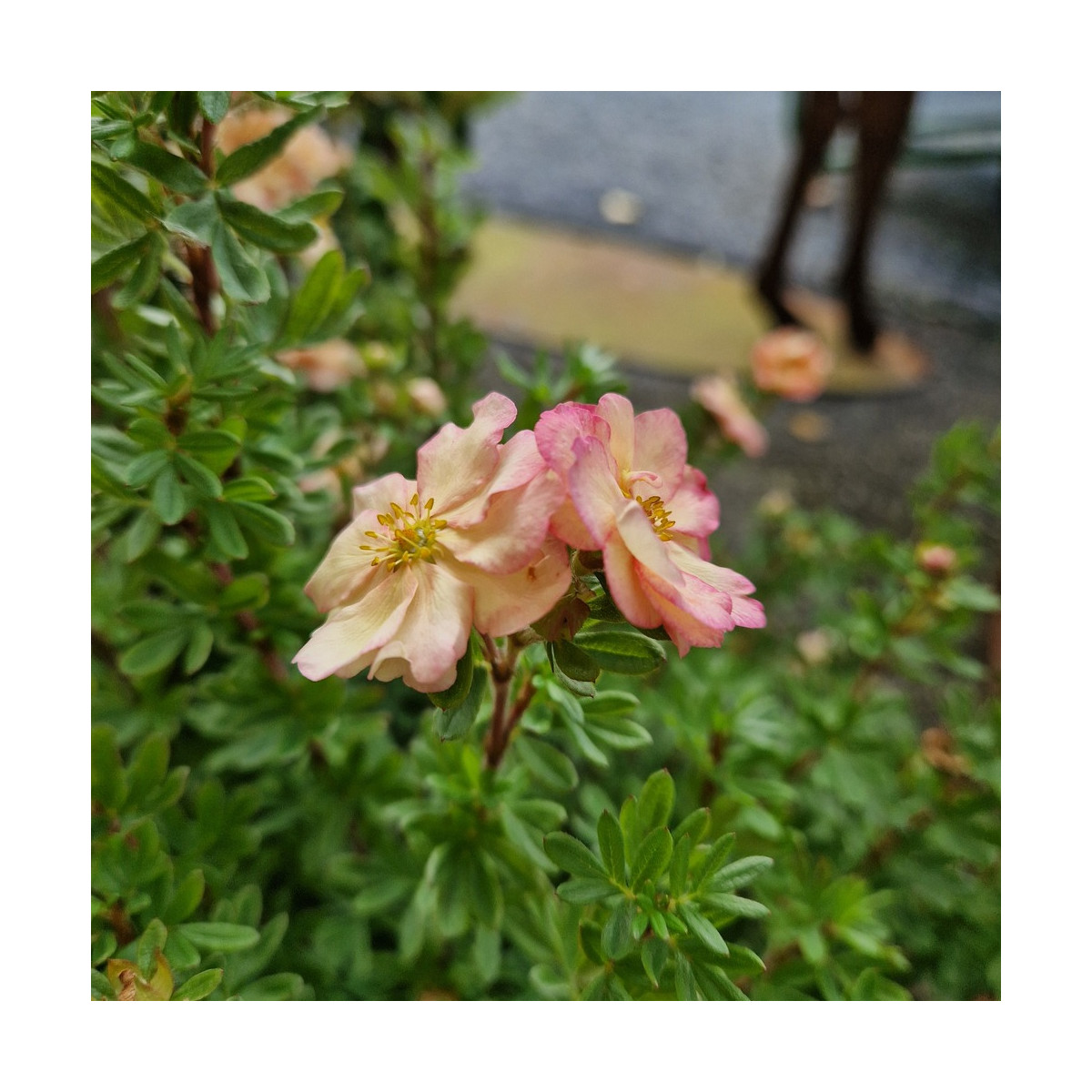 Potentille arbustive Double Punch® Pastel 'MINCRERO04', Potentilla