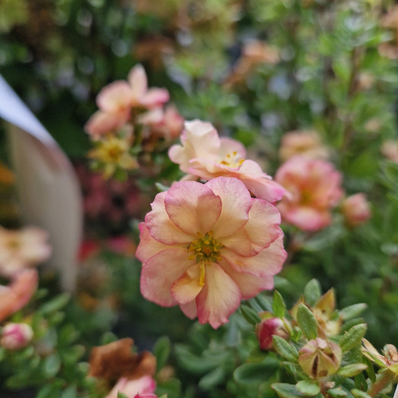 Potentille arbustive Double Punch® Pastel 'MINCRERO04', Potentilla