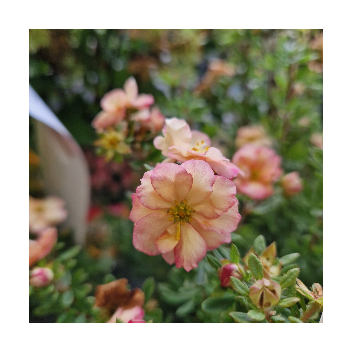 Potentille arbustive Double Punch® Pastel 'MINCRERO04', Potentilla