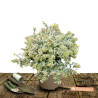 Abelia Sparkling Silver, Abélia panachée